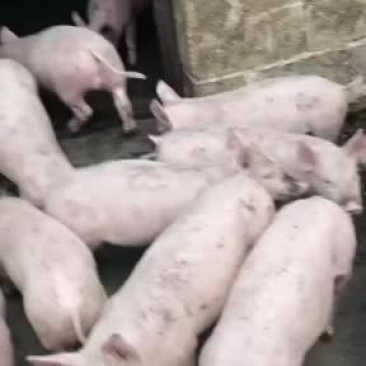 二百斤的后备母猪防控到位，己保怀一个月