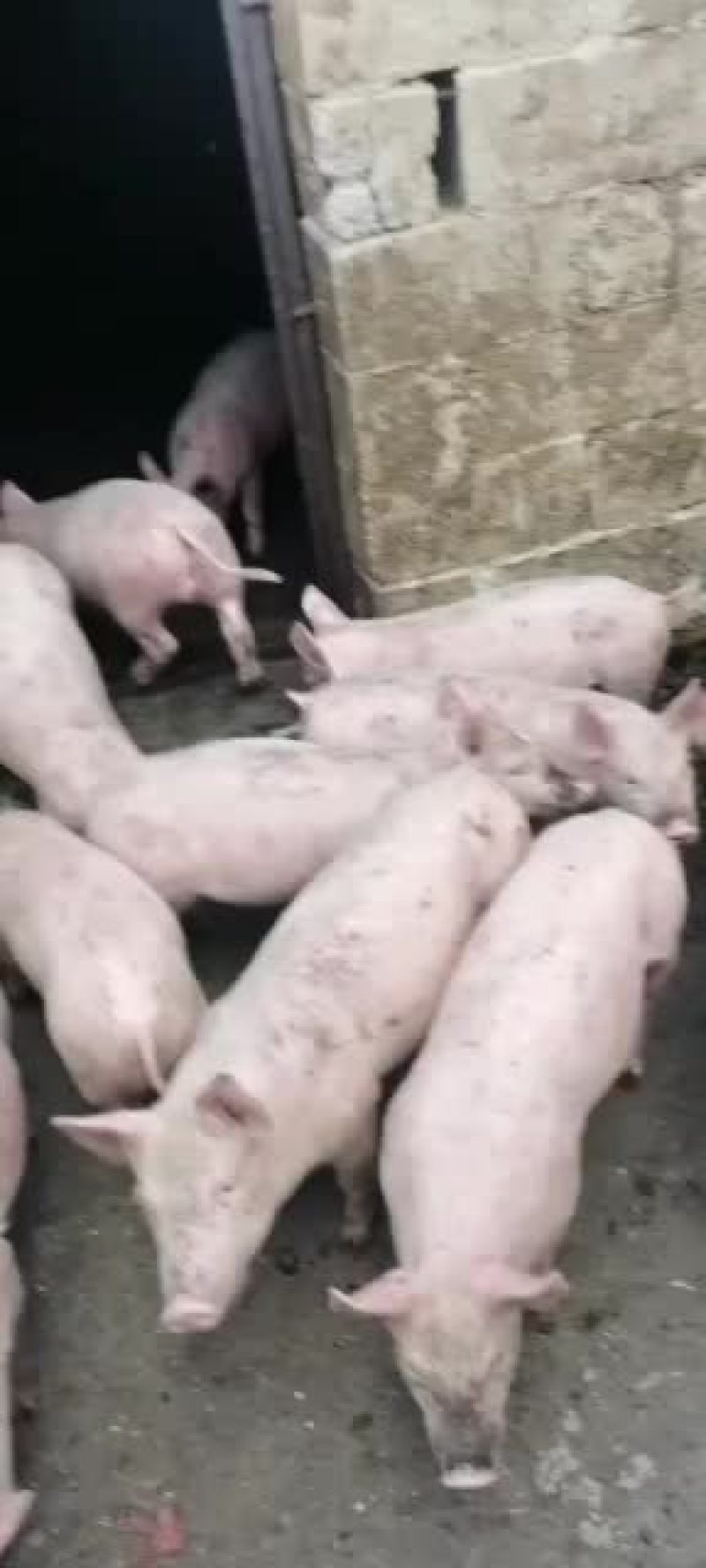 二百斤的后备母猪防控到位，己保怀一个月