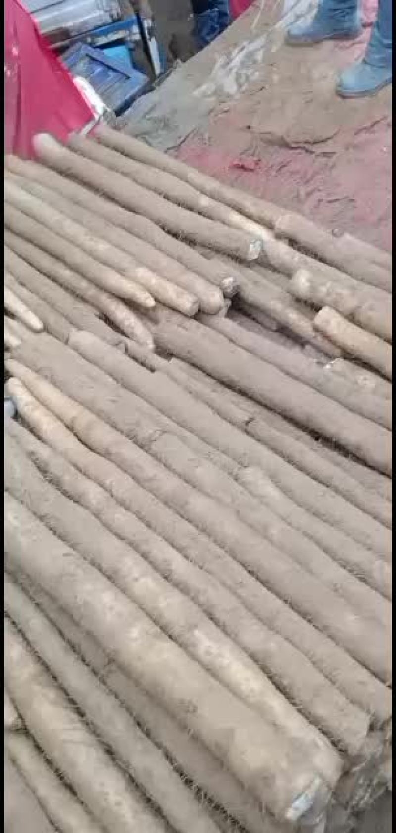 九斤黄山药，大量走货中欢迎新老朋友来采购！
