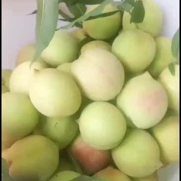 鹰嘴桃，有机种植。口感好。