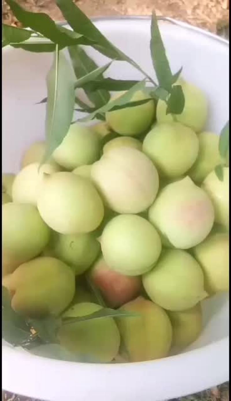 鹰嘴桃，有机种植。口感好。