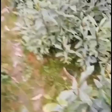 岀售小叶祯楠金丝楠木杯苗
