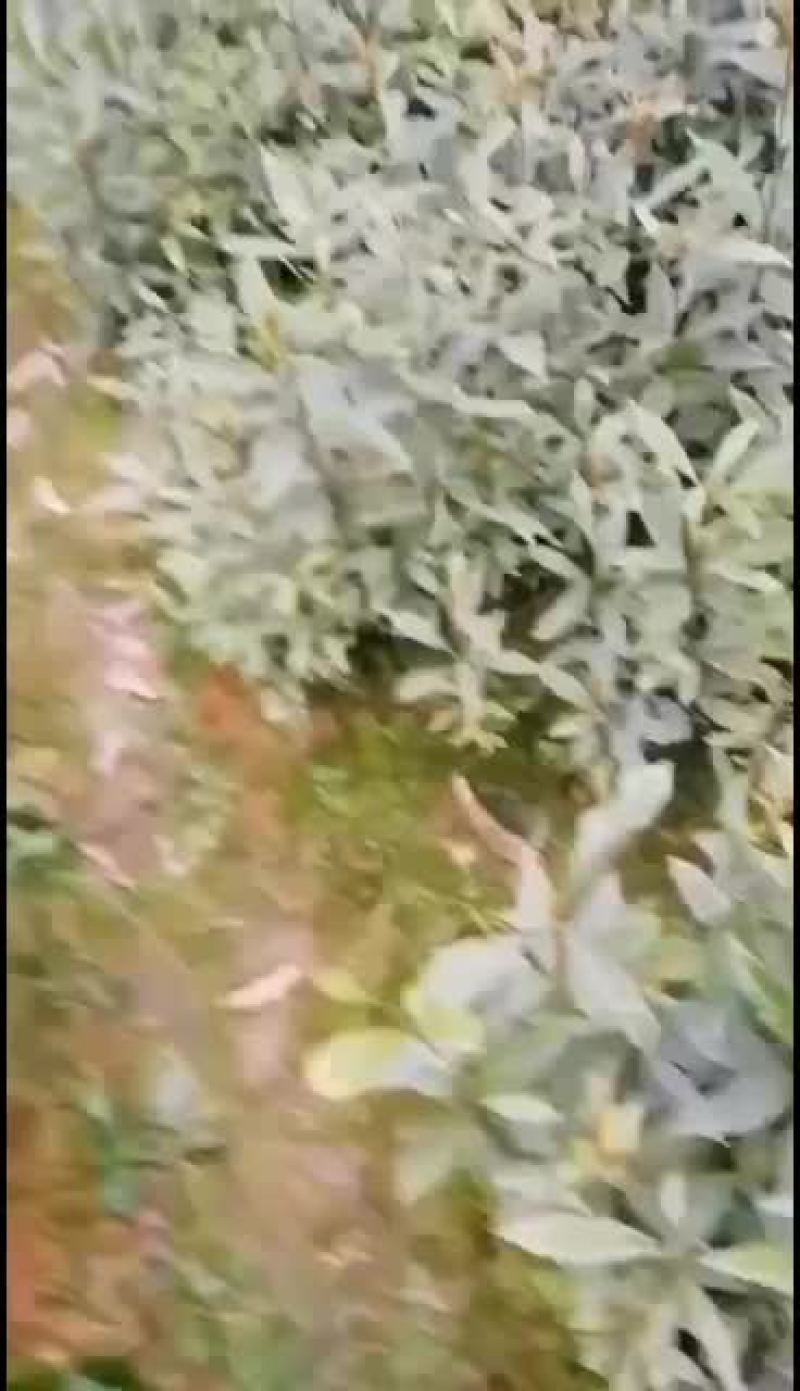 岀售小叶祯楠金丝楠木杯苗