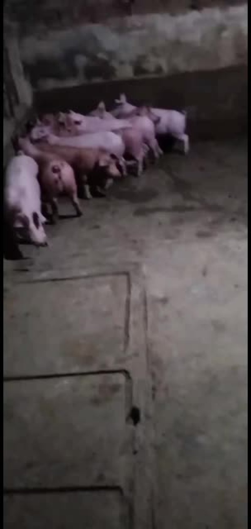 猪仔，生猪，欢迎各省的老板上门订购