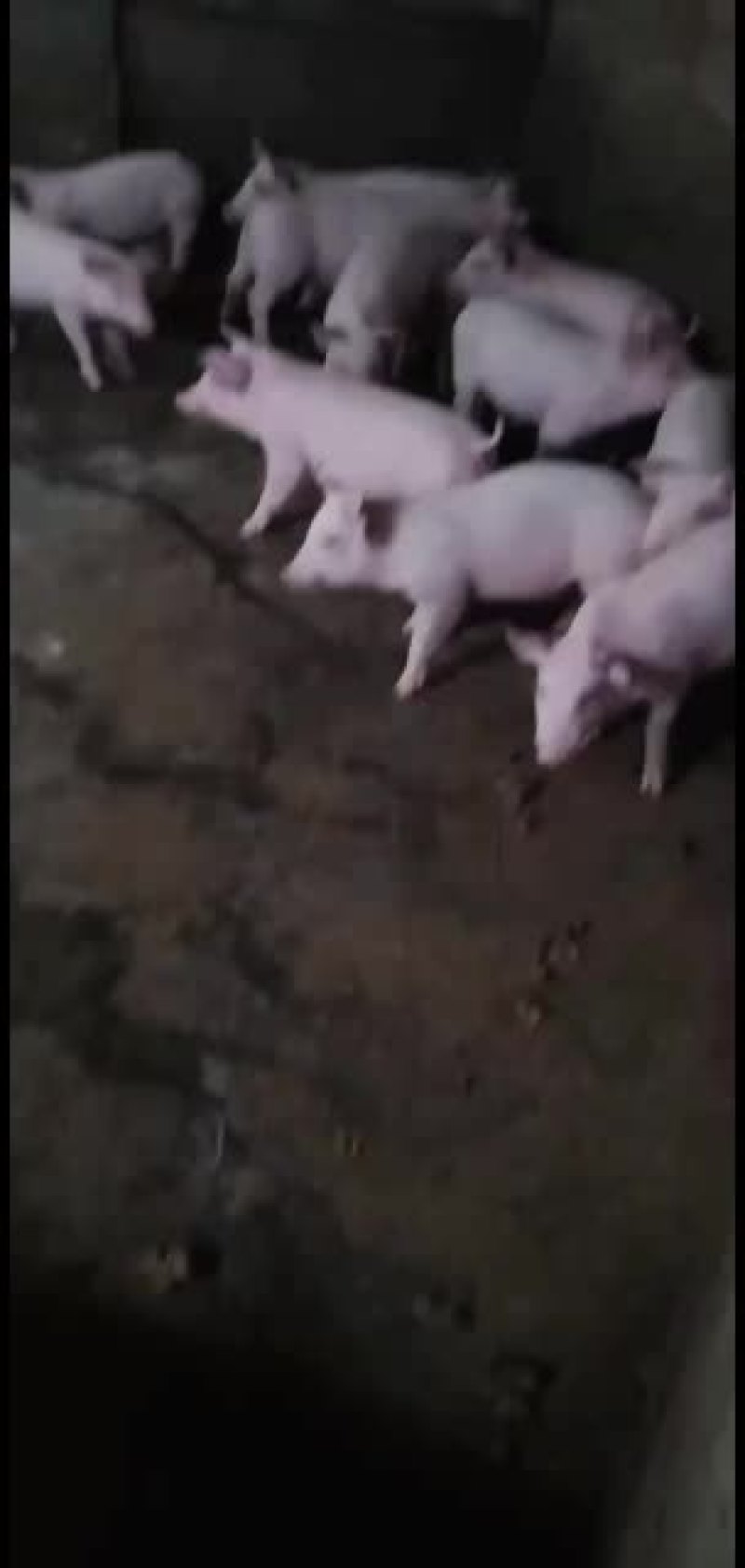 猪仔，生猪，欢迎各省的老板上门订购