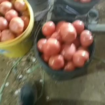 普罗旺斯西红柿大量上市中