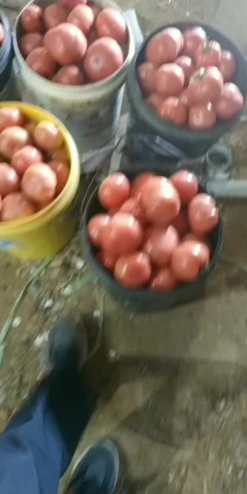 普罗旺斯西红柿大量上市中
