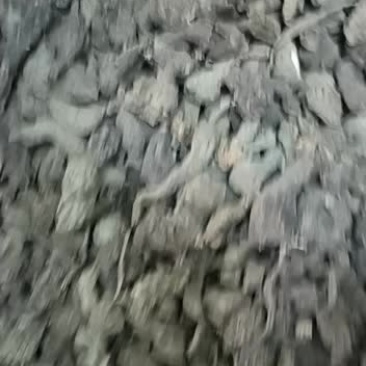 野生三叶青（石老鼠）