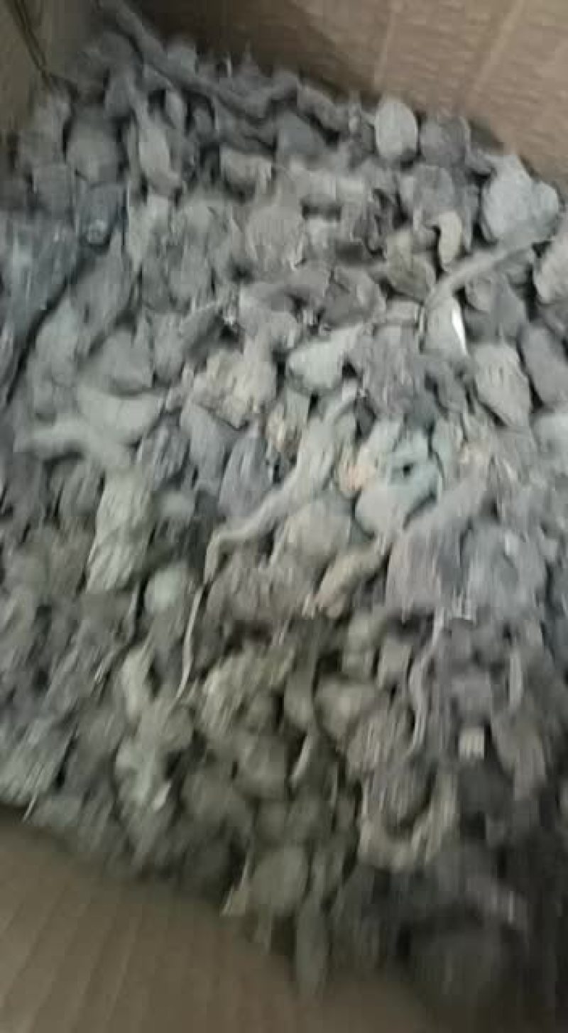 野生三叶青（石老鼠）
