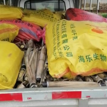 新鲜黑皮甘蔗种需要的请速下单