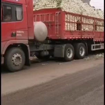 白菜，保证质量，价格合适