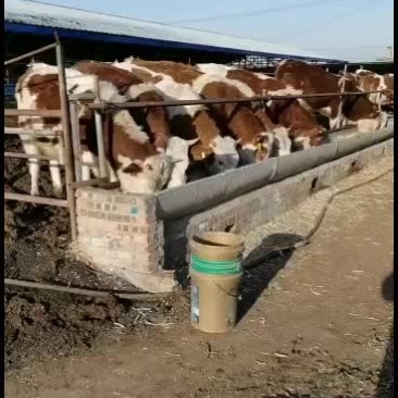 西门塔尔牛犊。夏落来