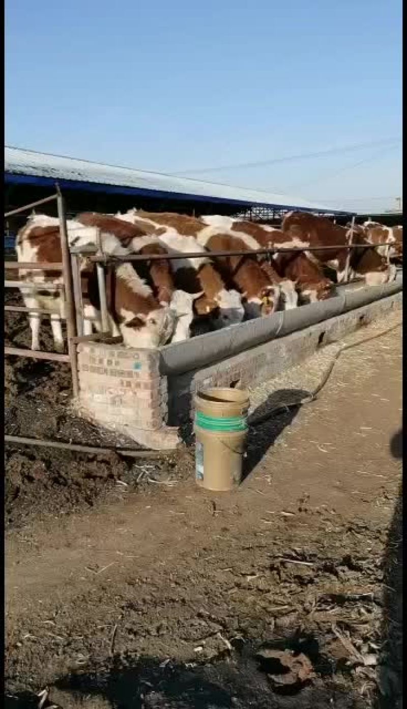 西门塔尔牛犊。夏落来