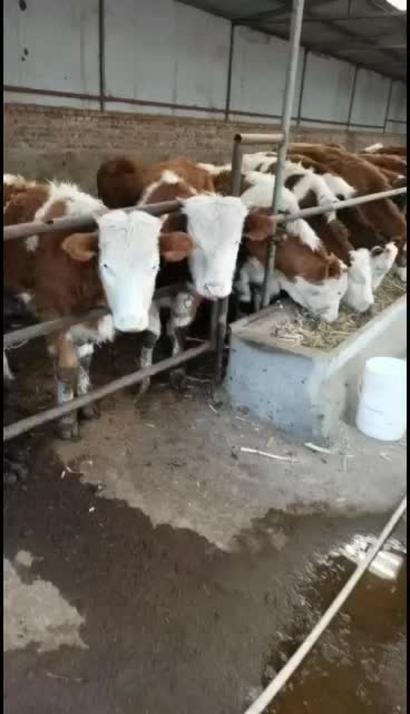 西门塔尔牛犊。夏落来