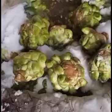 四川榨菜大量有货有需要的老板随时联系