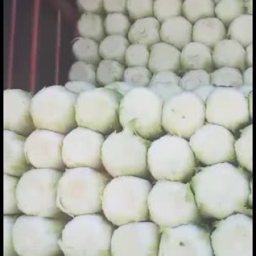 精品黄心白菜大量上市中
