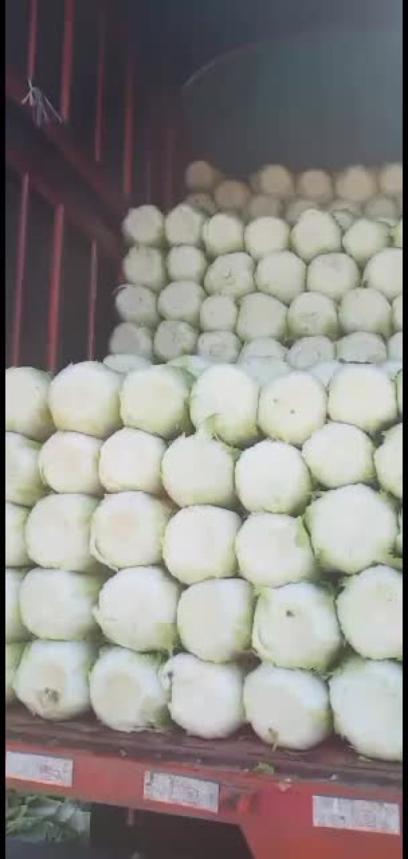 精品黄心白菜大量上市中