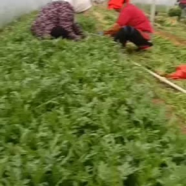 出售优质精品茼蒿优质精品