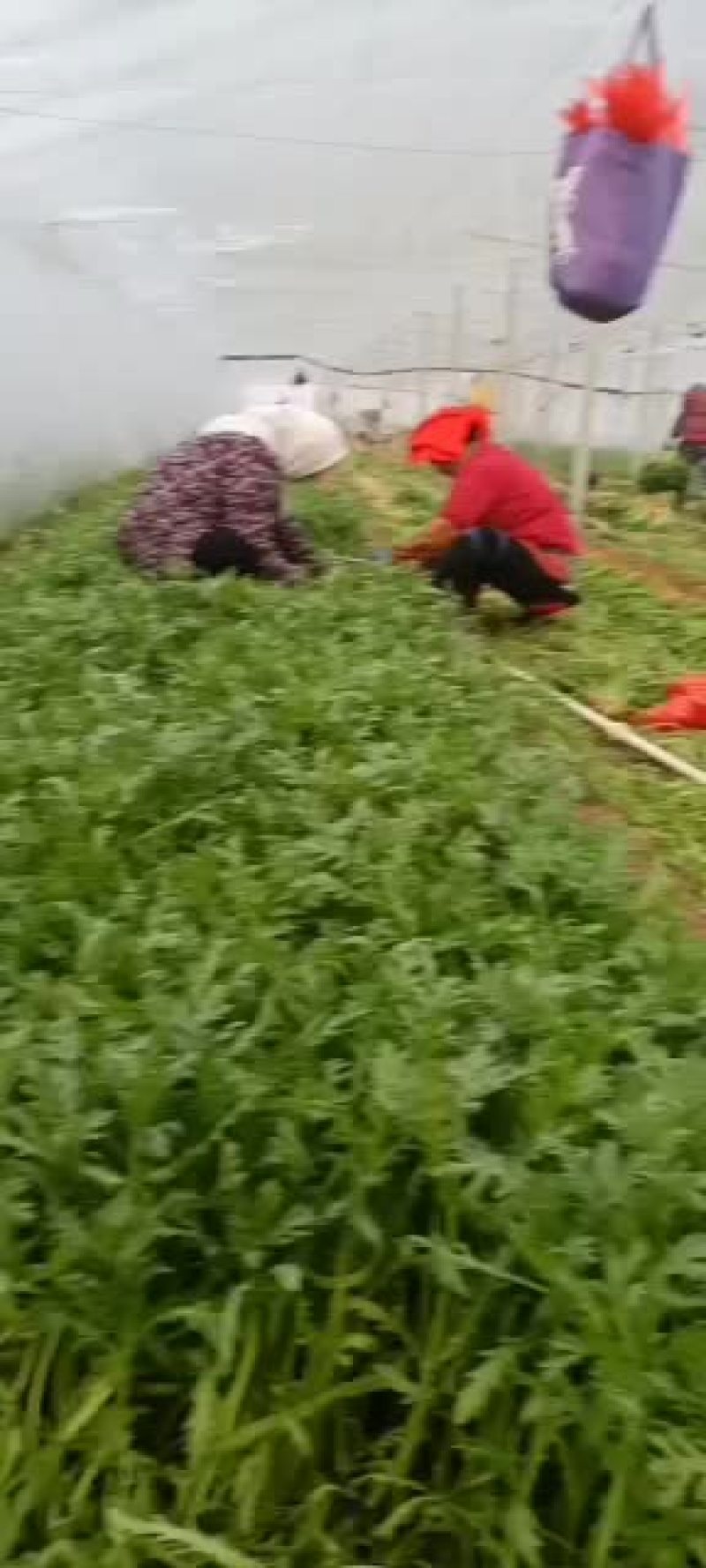 出售优质精品茼蒿优质精品
