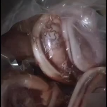 国产纯干牛鞭宝质量好