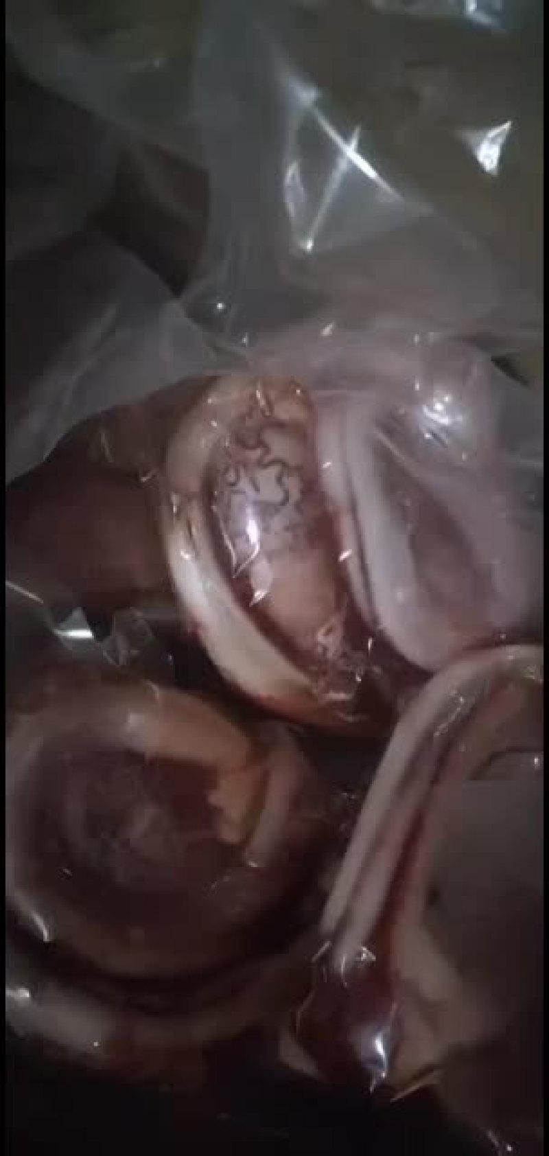 国产纯干牛鞭宝质量好