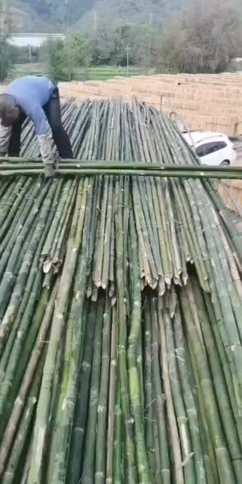 供应外架排山竹大量有货
