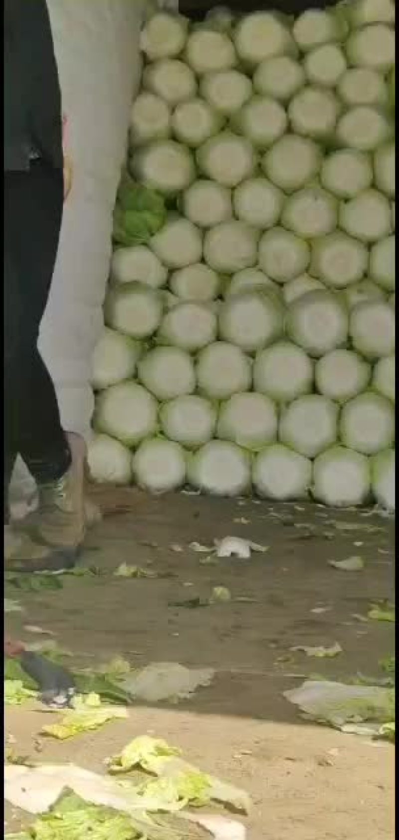 青州东夏镇青州大白菜大量上市