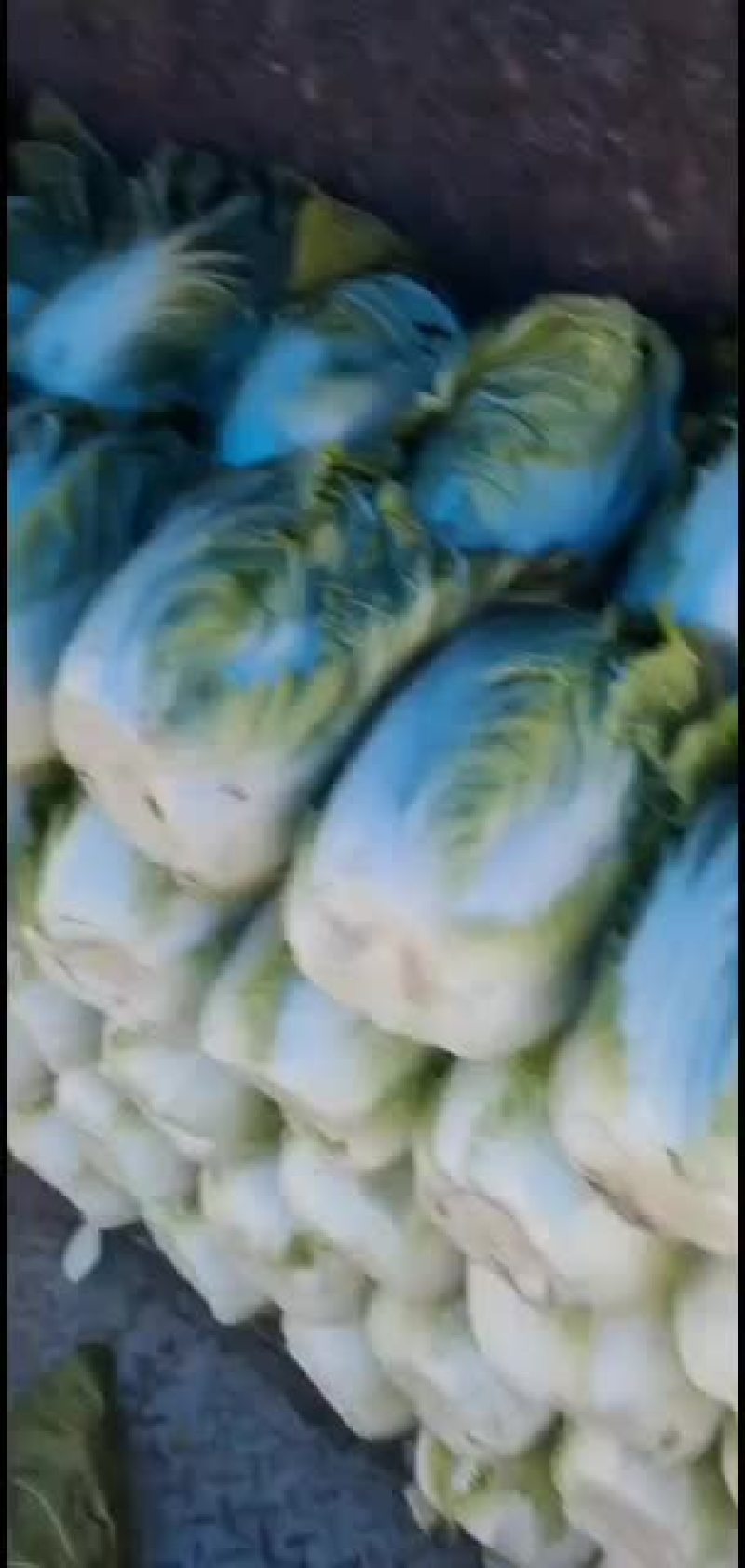 青州东夏镇青州大白菜大量上市