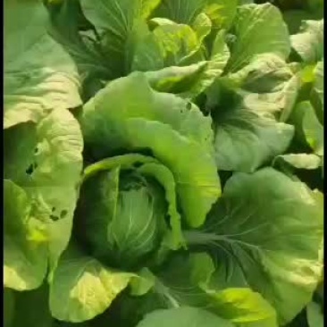 青州东夏镇青州大白菜大量上市