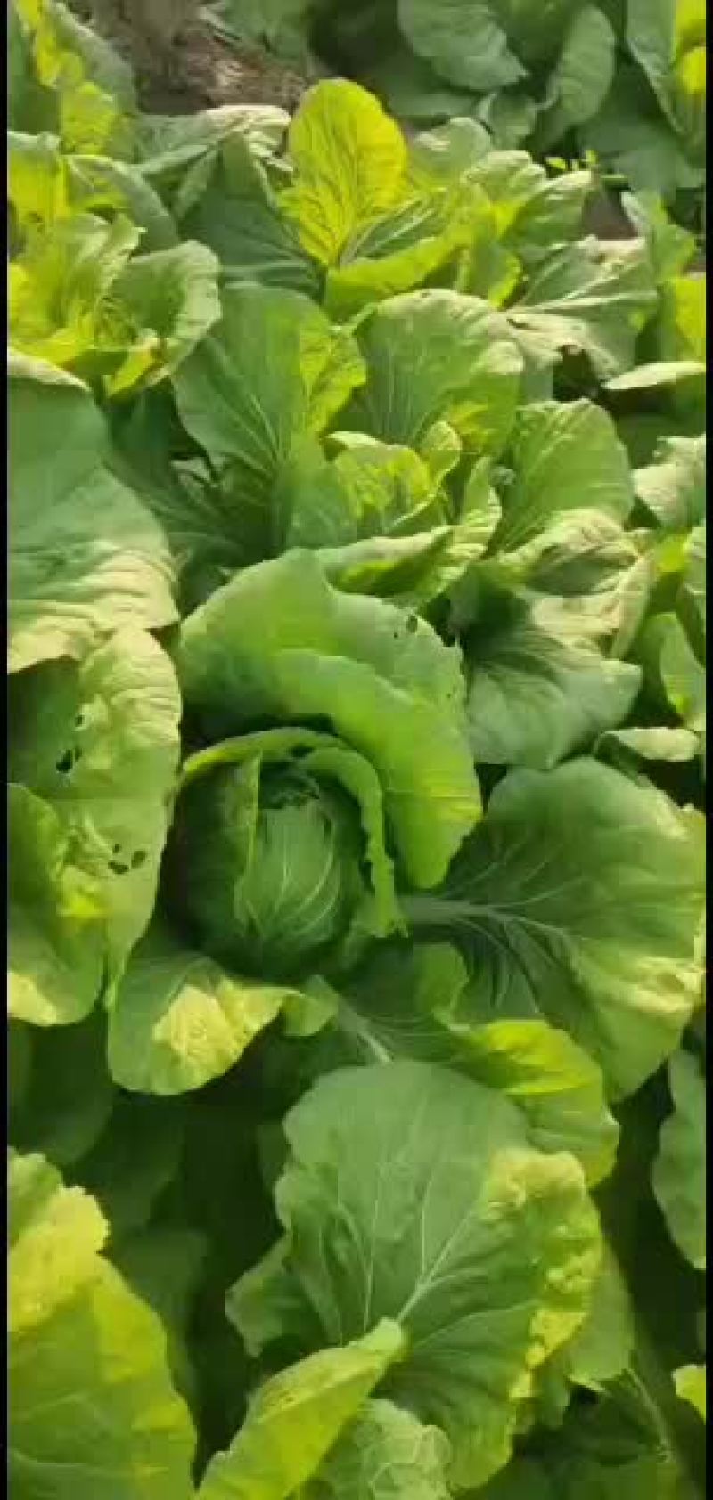 青州东夏镇青州大白菜大量上市