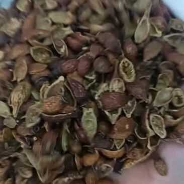 剥籽金樱子肉