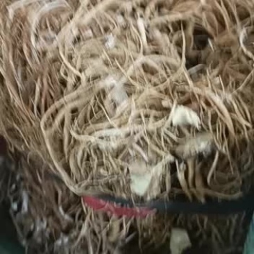 纯无硫五指毛桃根