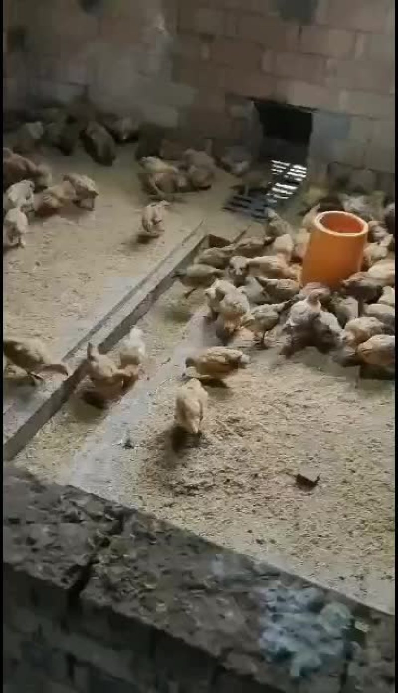 红瑶脱温鸡苗黑羽高产麻羽土鸡蛋鸡疫苗做好包运输路活