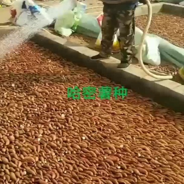 各种薯秧苗开始预订了需要的赶紧下单