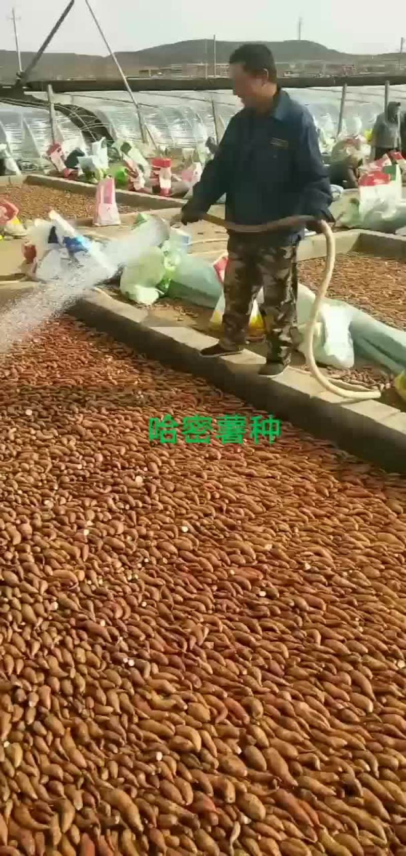 各种薯秧苗开始预订了需要的赶紧下单