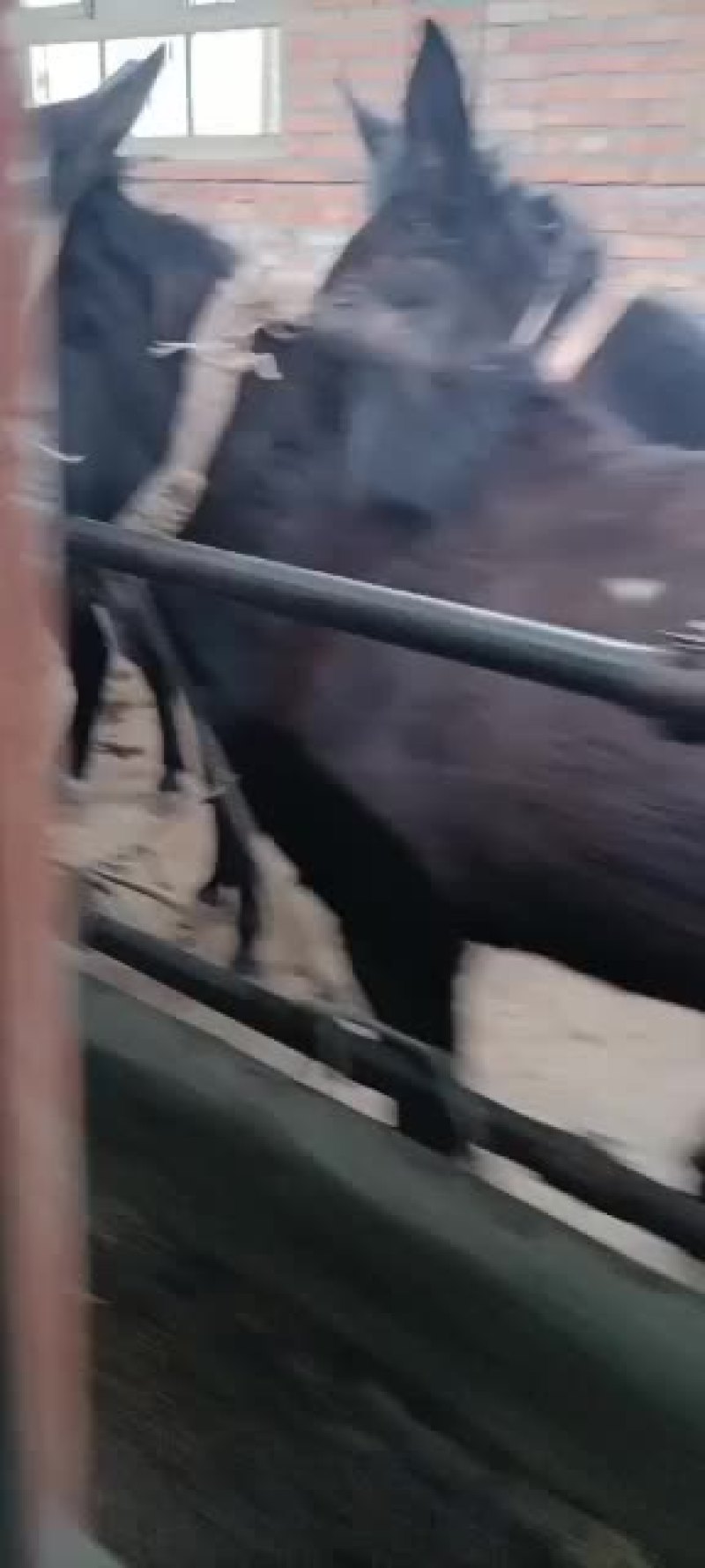 骡马驴牛羊有需要的联系我价格不高