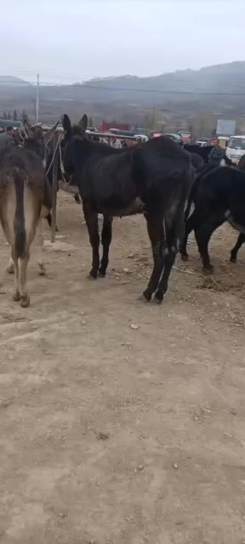 骡马驴牛羊有需要的联系我价格不高