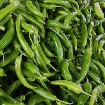 黄皮尖椒，色泽鲜艳，大量上市