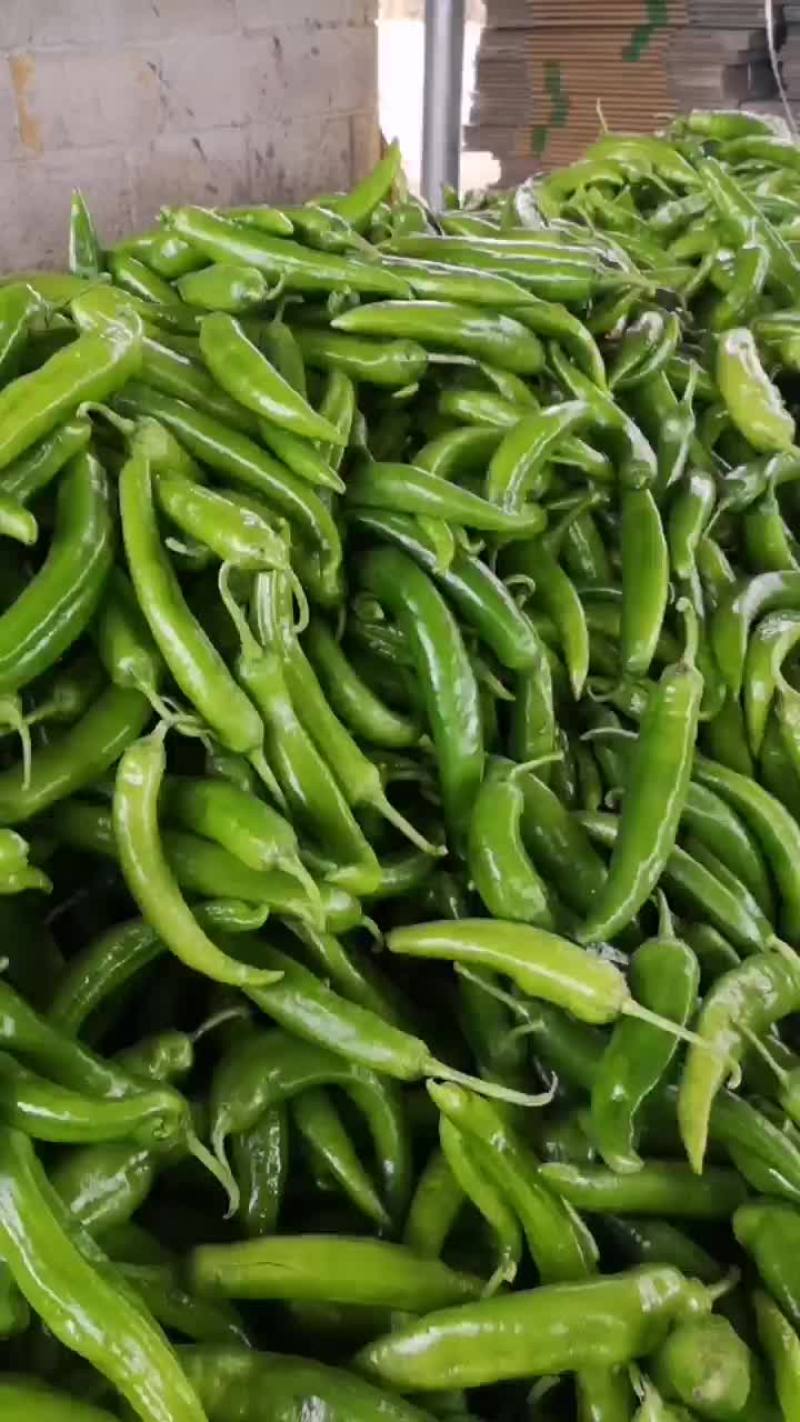 黄皮尖椒，色泽鲜艳，大量上市