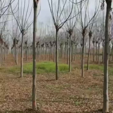 栾树量大从优树好树好