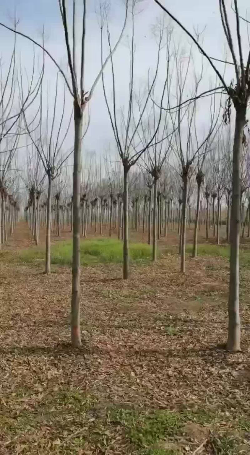 栾树量大从优树好树好