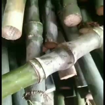 实心竹，高山野生的，质量好