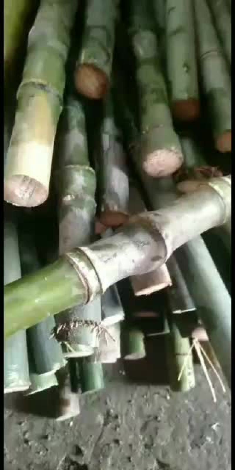 实心竹，高山野生的，质量好