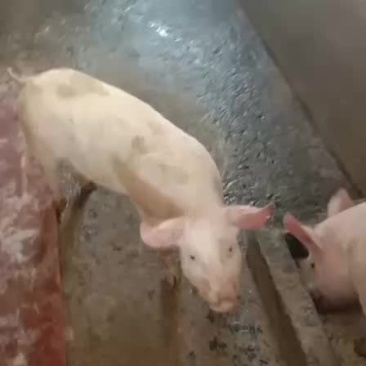本场常年销售二元母猪大量供应欢迎新老客户来选购
