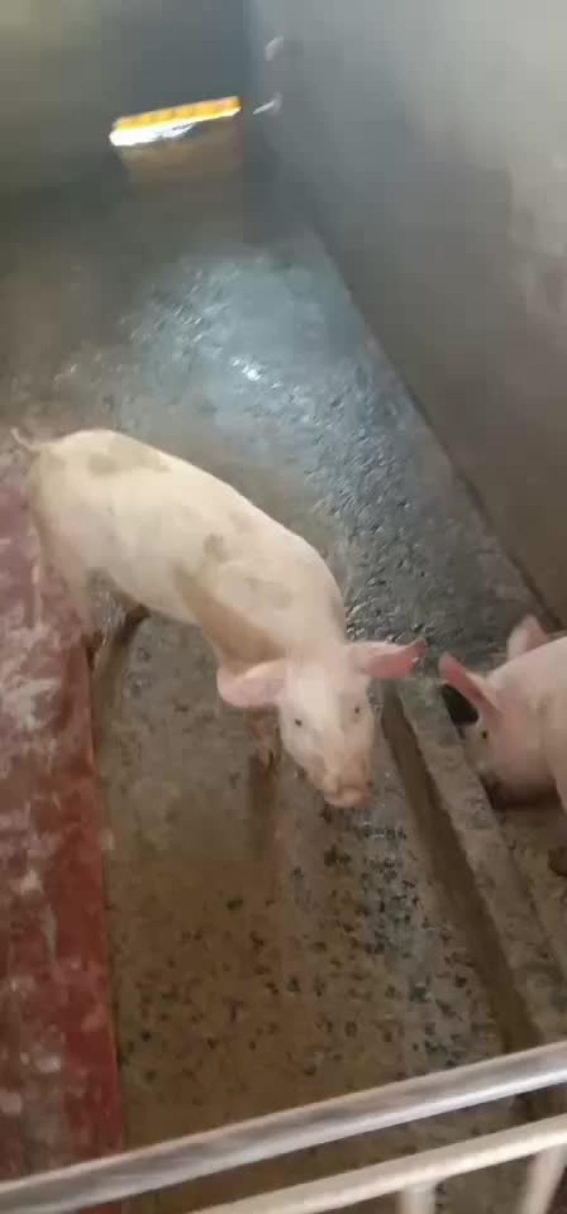 本场常年销售二元母猪大量供应欢迎新老客户来选购