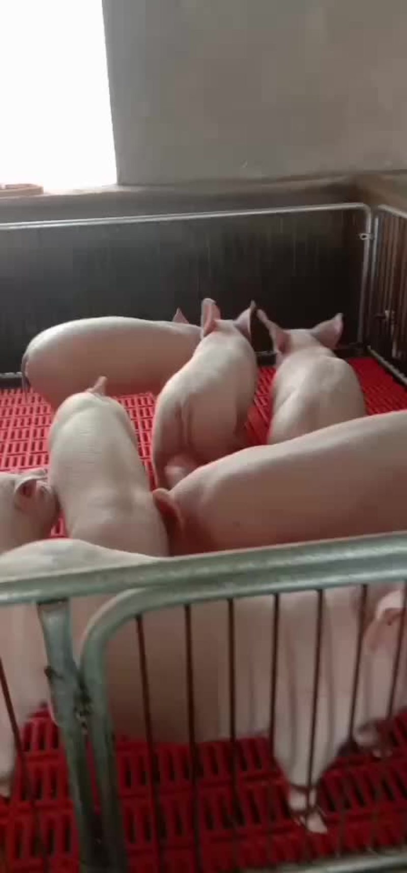 本场常年销售二元母猪大量供应欢迎新老客户来选购