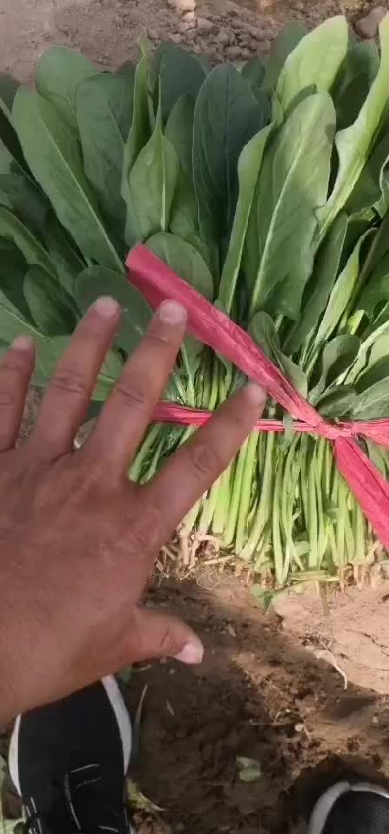 精品菠菜大量上市中欢迎广大客商采购
