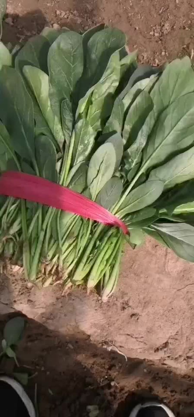 精品菠菜大量上市中欢迎广大客商采购