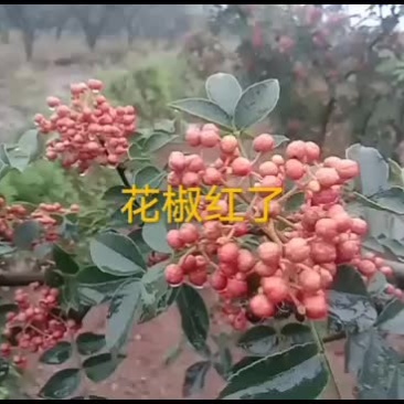 花椒产业园，万吨花椒
