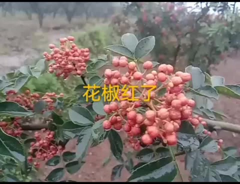 花椒产业园，万吨花椒
